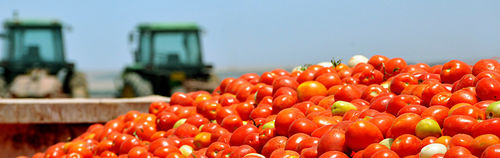 Программное обеспечение для логистического управления - SLV Tomato - Cachapuz Bilanciai Group - сельскохозяйственное / высокого качества