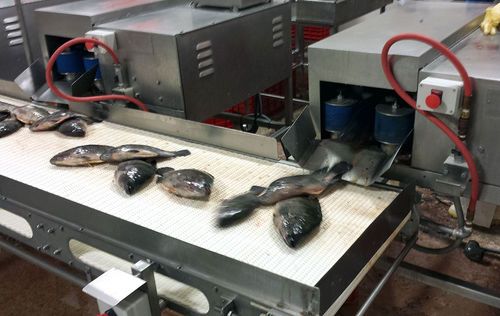 Потрошитель для рыбы - DC-18 - Pisces Fish Machinery Inc.