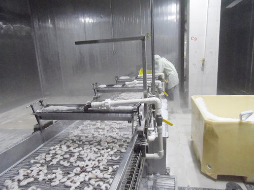 Охладитель для воды - ZD-XL 1500 - Shrimp Machine - для креветок / из нержавеющей стали / с ленточным конвейером