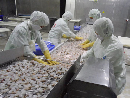 Ленточный конвейер - ZD-YL 10 - Shrimp Machine - с решетчатым бандажом / для морепродуктов / из нержавеющей стали
