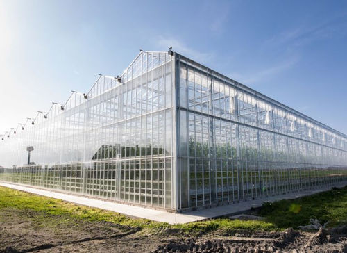 Стакан в пластинах - Gakon Horticultural Projects BV