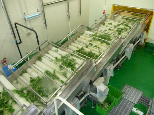 Машина для мойки пищевых продуктов с щеткой - MXJ-20 - SHAOXING WALLEY FOOD MACHINERY CO., LTD. - для овощей / для фруктов / для морепродуктов