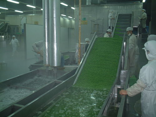 Охладитель ледяная вода - DCJ-I - SHAOXING WALLEY FOOD MACHINERY CO., LTD. - для фруктов и овощей / для морепродуктов / низкая температура