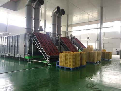 Осушитель горячим воздухом - HGD series - SHAOXING WALLEY FOOD MACHINERY CO., LTD. - для овощей / для фруктов / для моркови
