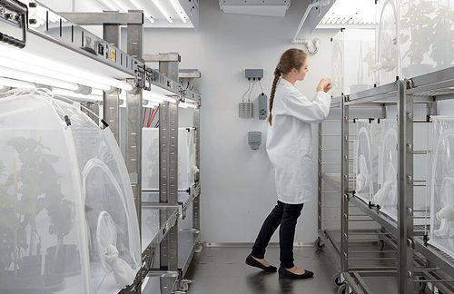 Камера роста для растений - Fitotron® SGR - Weiss Technik - для насекомых / большого размера