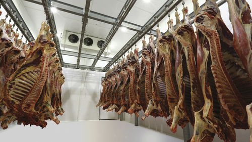 Скотобойня для овец - CANTEK Cold Storage - Meat Processing - для коз