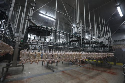 Скотобойня для кур - CANTEK Cold Storage - Meat Processing - мобильная