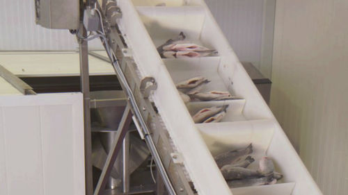 Линия по переработке рыбы - CANTEK Cold Storage - Meat Processing
